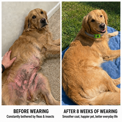 DreoCalm™ Natural Pet Protection Tag – Flea, Tick & Bug Defense
